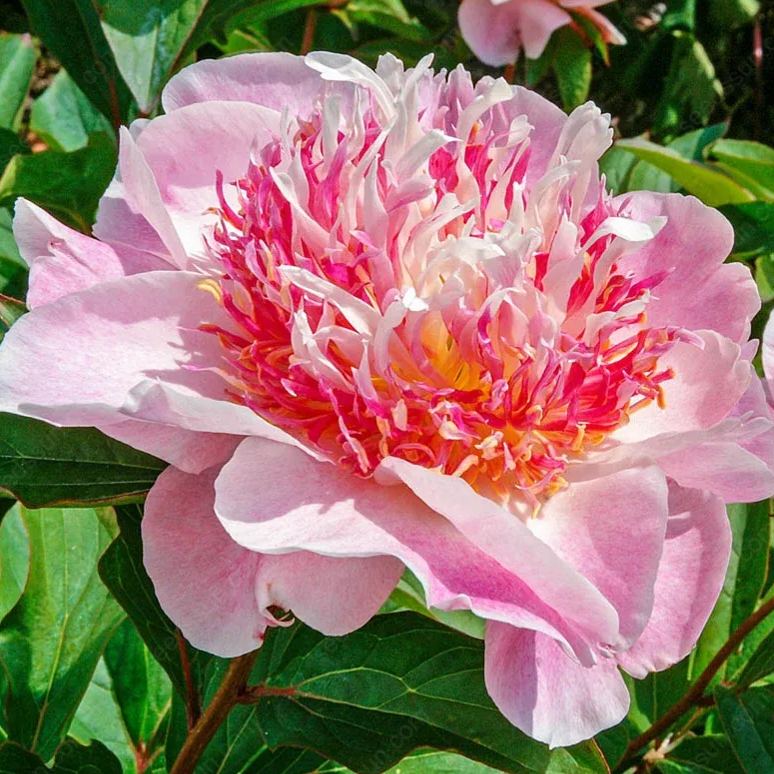 🌸 Redke čebulice plezajočih potonik🪴 Veliki, dvojni cvetovi, zmrzlinsko odporna trajnica, enostavna za gojenje, priljubljena vrtna rastlina