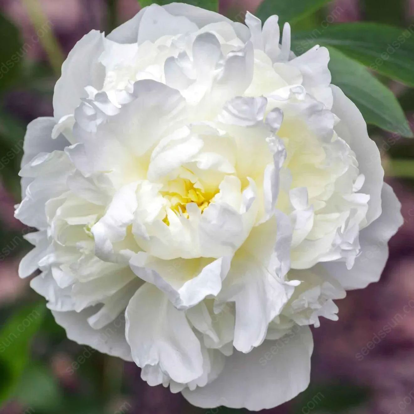 🌸 Редки луковици на катерливи божури🪴 Големи, двойни цветове, устойчиво на замръзване многогодишно растение, лесно за отглеждане, любимо градинско растение