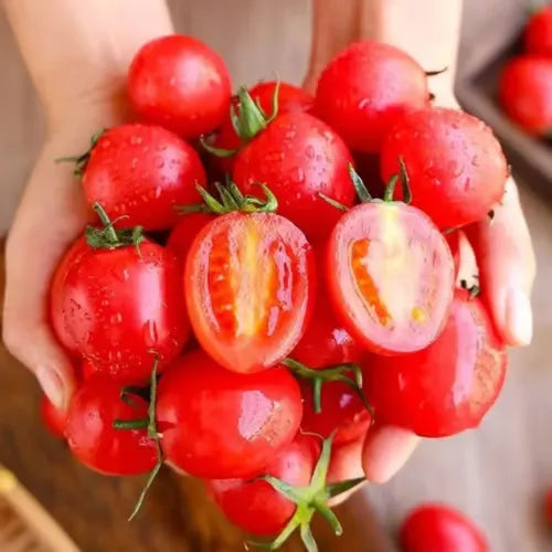 🍅🍅Семена от саксийни домати джудже