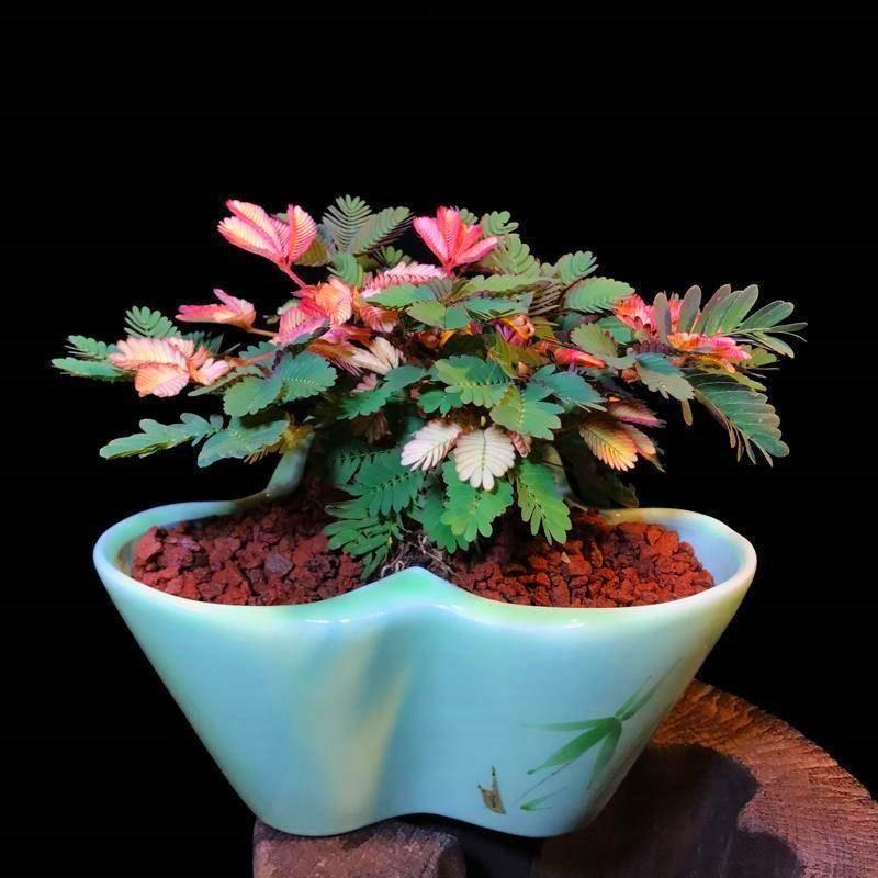 ŠARENA SEMENA MIMOZE