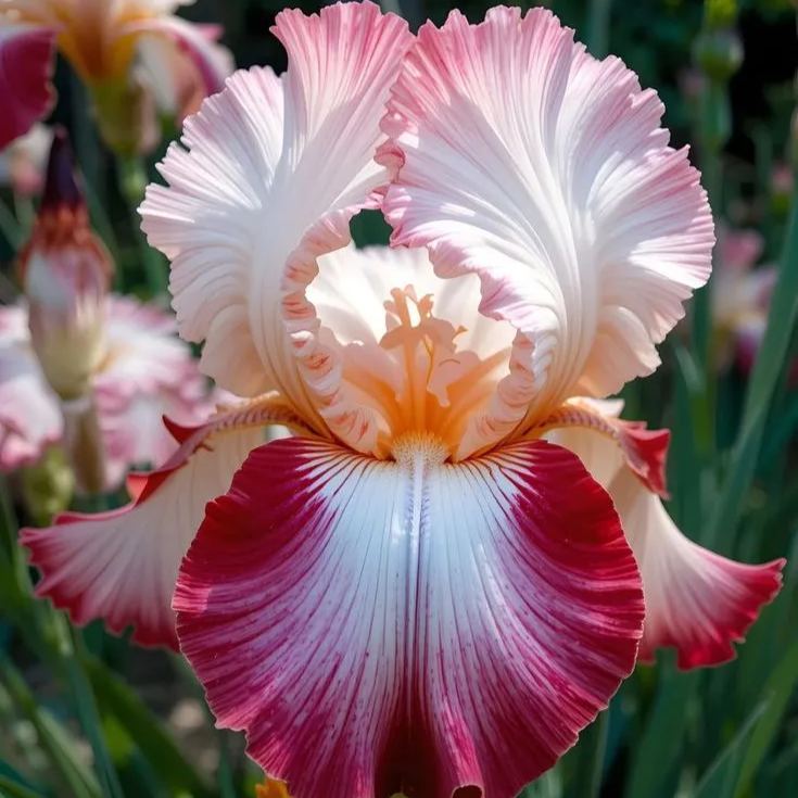 ⚜️Redek, visok bradati iris (premium sorta s koreninami)