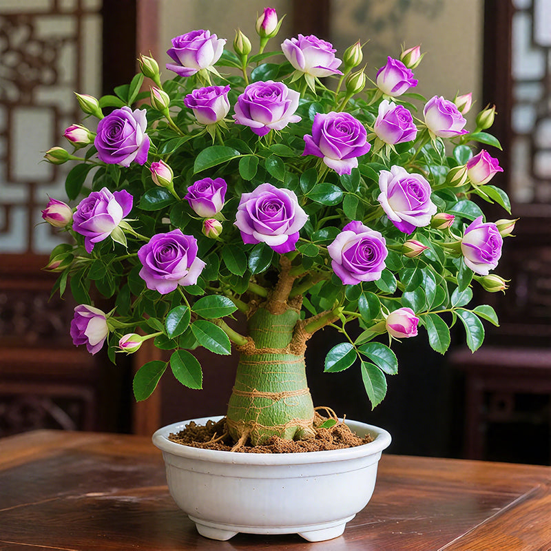 🌵🌺Луковици на пустинни рози