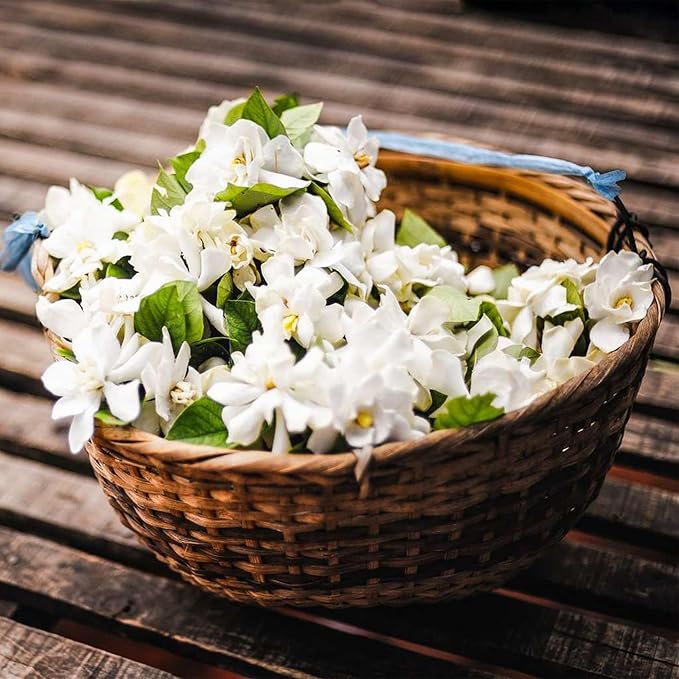 🌸Zimowy jaśmin wiszący – wymarzona roślina doniczkowa🌿❄️