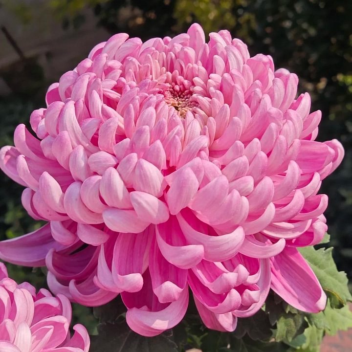 🌺Cvet elegance🌼 Semena orjaške krizanteme