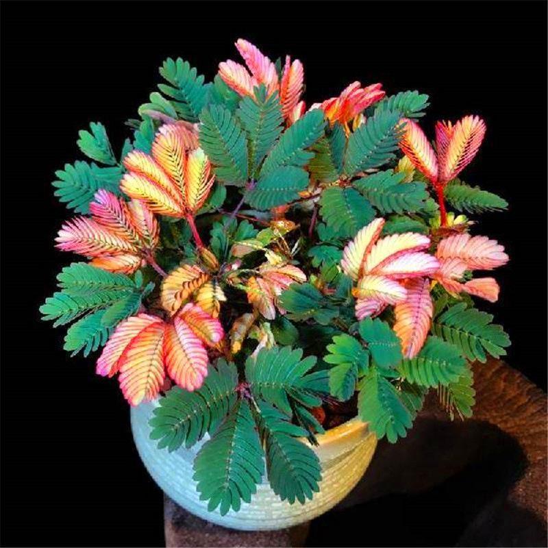 ŠARENA SEMENA MIMOZE