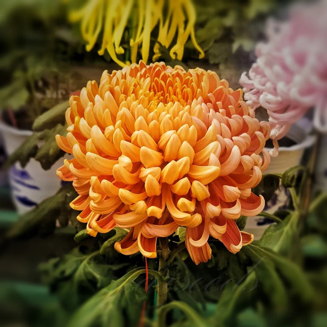🌺Cvet elegance🌼 Semena orjaške krizanteme