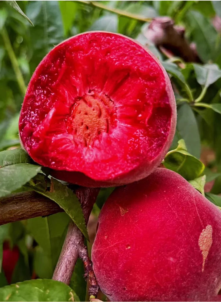 🍑Bardzo słodkie i soczyste pestki brzoskwini