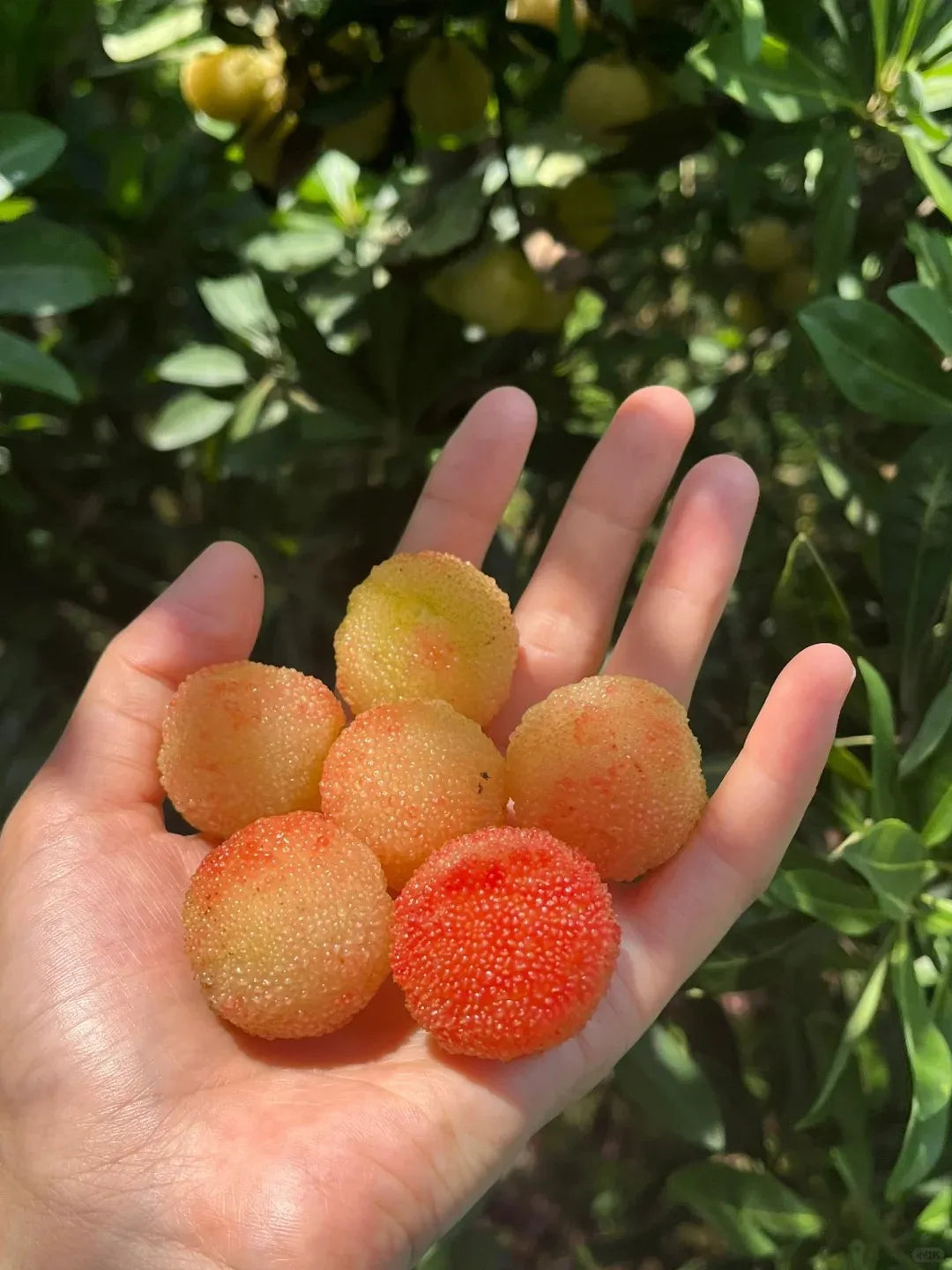 Гигантска бейбери: С размер на топка за пинг-понг, ⭐Вкус на комбинация от ягода и череша