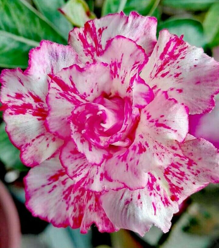 🔥Отгледайте Кралицата на пустинята – сега на намалена цена!🎁 😍Обича да цъфти, дълъг период на цъфтеж 🌵 Пустинна роза