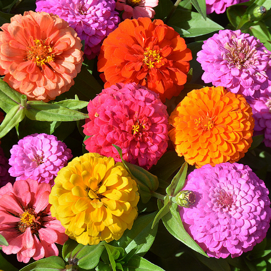 🌺Двойни семена от циния в смесени цветове