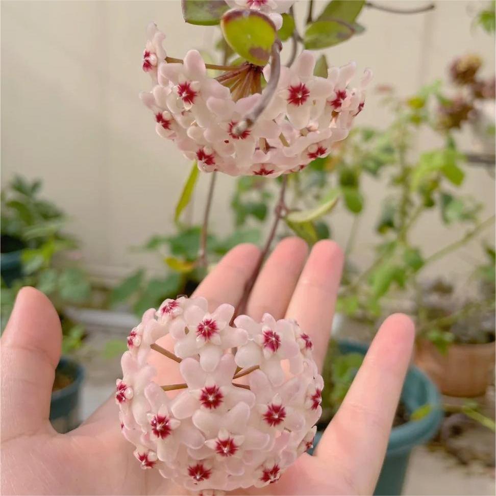 ✨Cebule Hoya – gwiazdy spadające z nieba✨