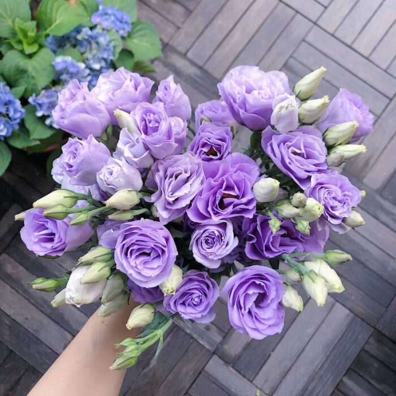 🔥Ostatni dzień wyprzedaży💝Eustoma Thornless Rose💐Lisianthus Seeds