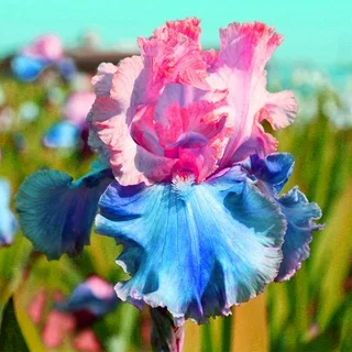 ⚜️Redek, visok bradati iris (premium sorta s koreninami)