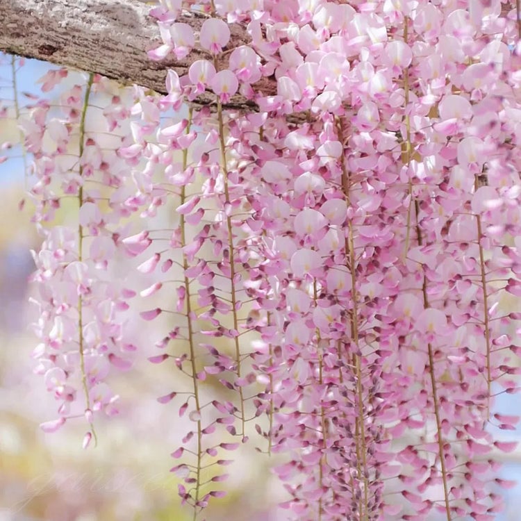 🌸Nasiona glicynii – kaskadowe piękno ogrodu przez cały rok💗