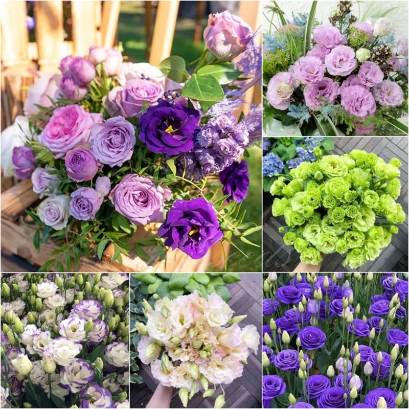 🔥Ostatni dzień wyprzedaży💝Eustoma Thornless Rose💐Lisianthus Seeds