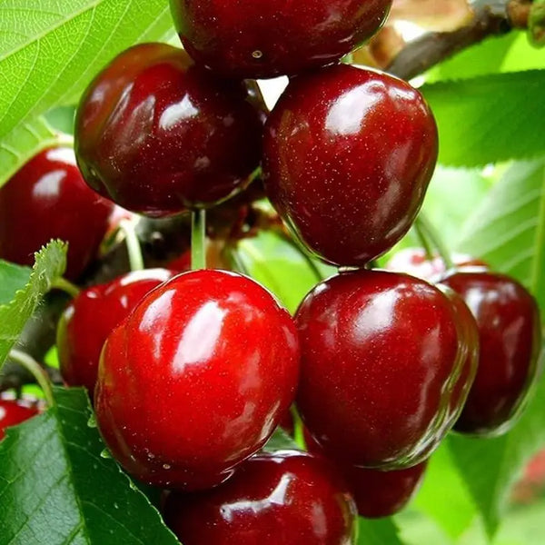 🌿Izjemno velika semena gumaheli češnje🍒