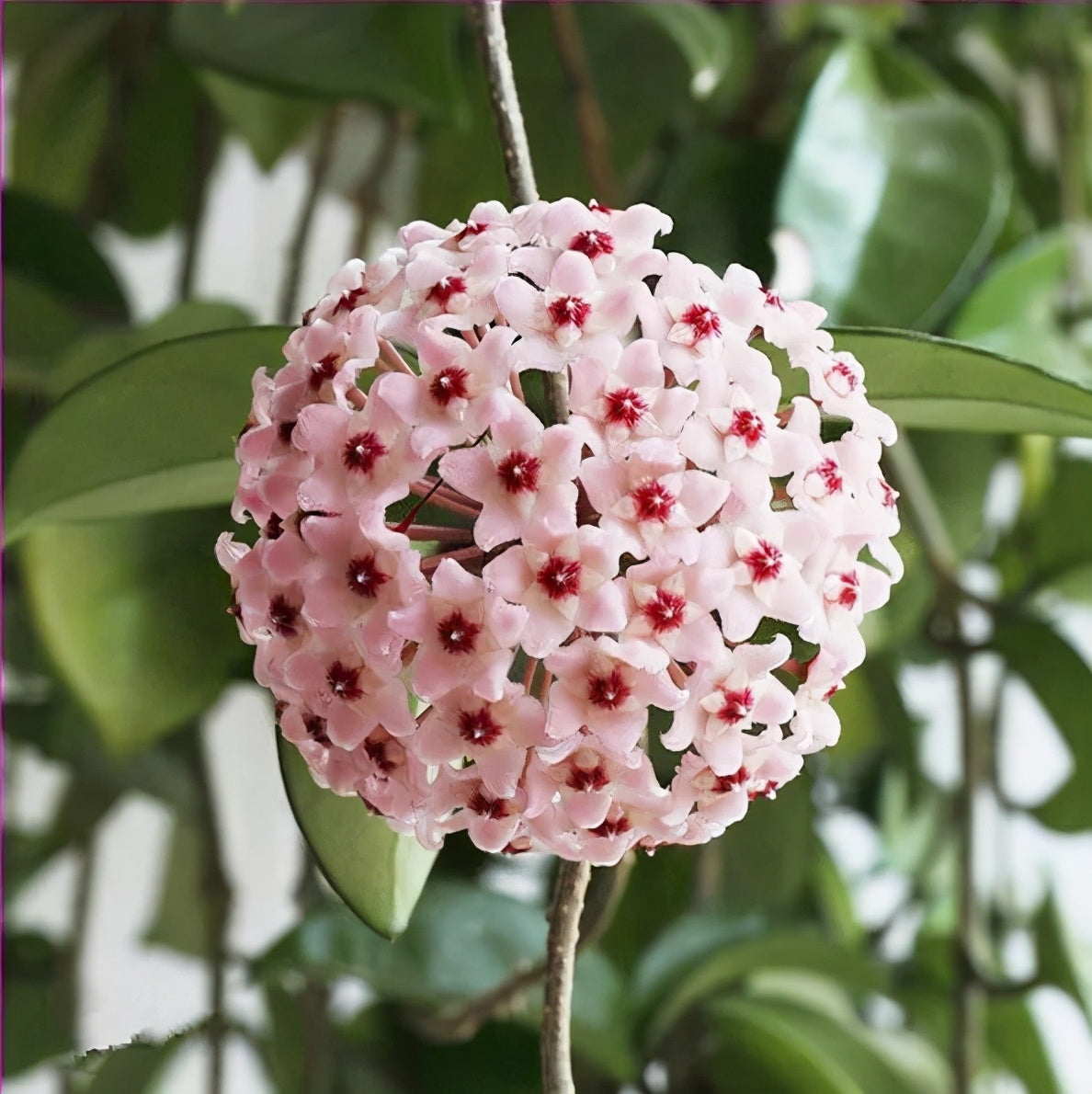✨Cebule Hoya – gwiazdy spadające z nieba✨