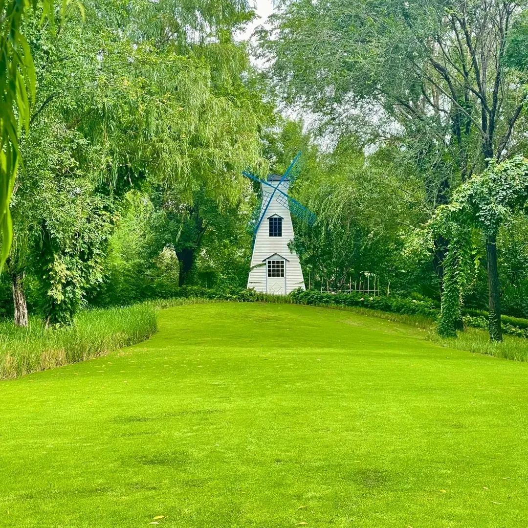 🌱 Семена за вечнозелена трева джудже Four Seasons | Създайте перфектната си морава, започвайки оттук!