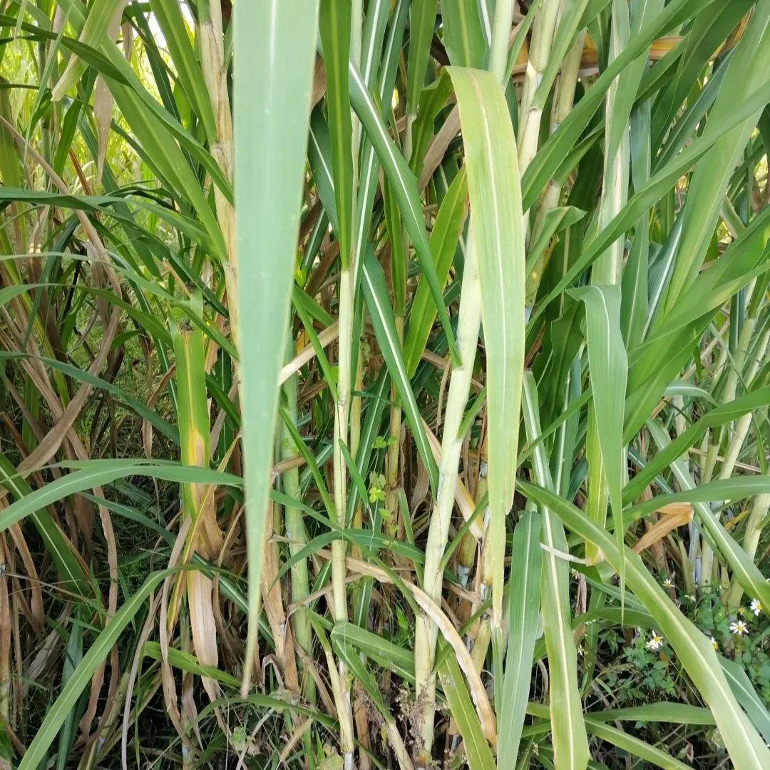 🌿Хибриден сорт сорго-суданска трева ✅Високодобивни фуражни семена