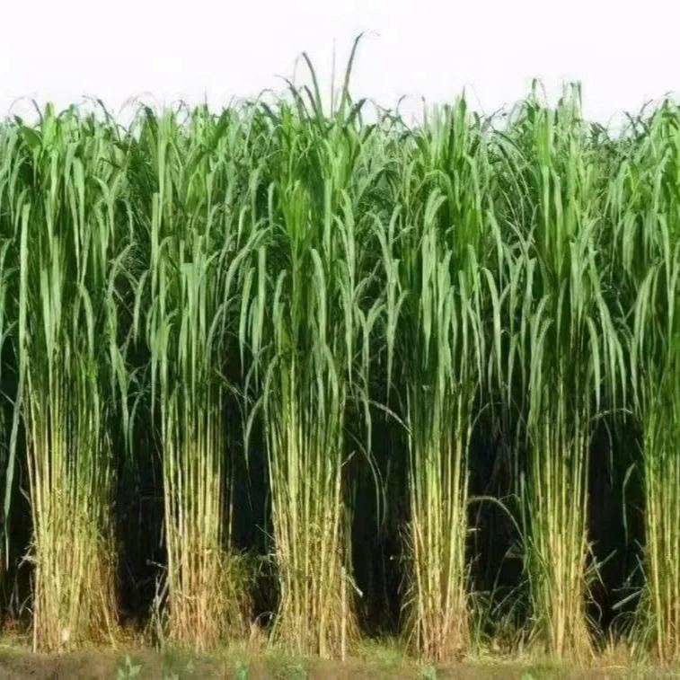 🌿Хибриден сорт сорго-суданска трева ✅Високодобивни фуражни семена