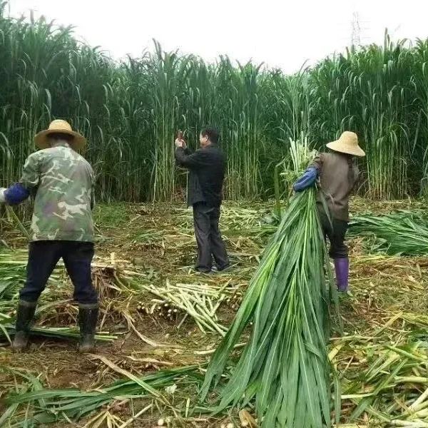 🌿Хибриден сорт сорго-суданска трева ✅Високодобивни фуражни семена