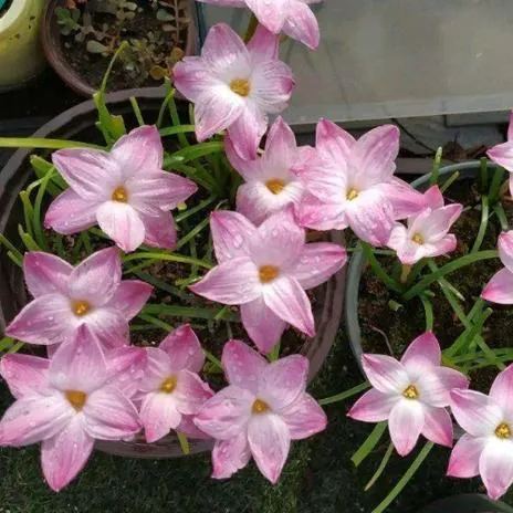 Луковици на дъждовни орхидеи – цъфтят след друг дъжд