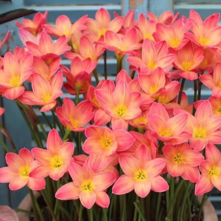 Луковици на дъждовни орхидеи – цъфтят след друг дъжд