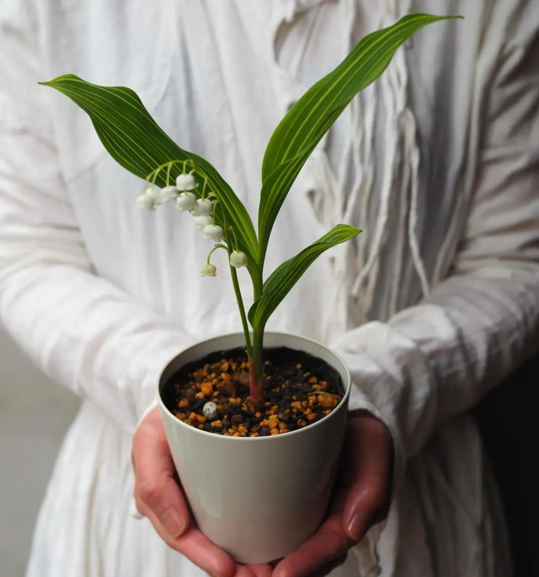 💐МОМИНА СЪЛЗА – ЩАСТИЕТО ПРИСТИГА