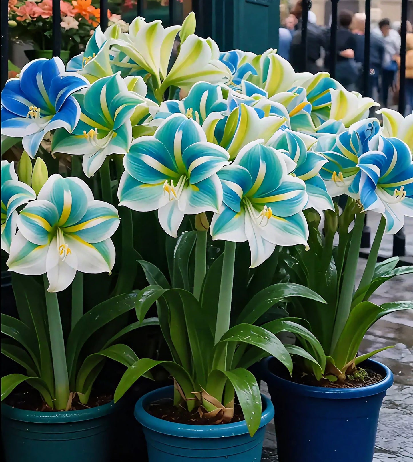 Луковици от ароматен амарилис с двойни венчелистчета