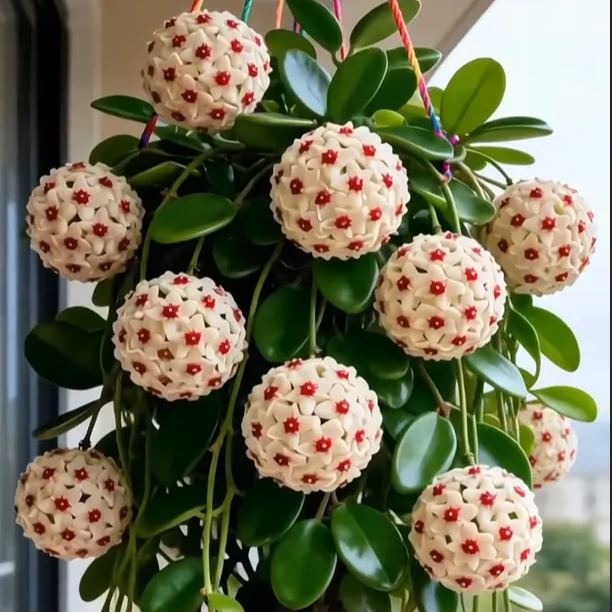 ✨Cebule Hoya – gwiazdy spadające z nieba✨