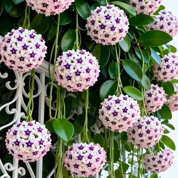 ✨Cebule Hoya – gwiazdy spadające z nieba✨