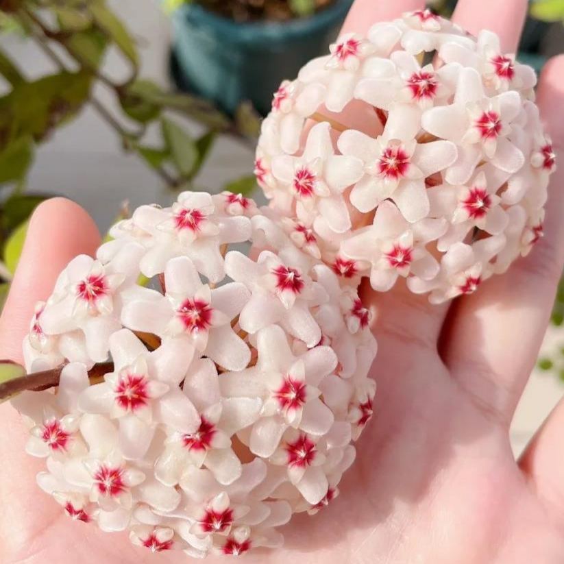 ✨Cebule Hoya – gwiazdy spadające z nieba✨