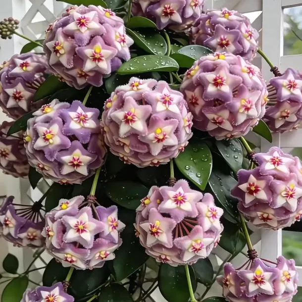 ✨Cebule Hoya – gwiazdy spadające z nieba✨