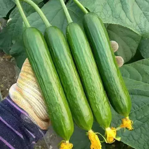 Semena Kumare F1 Superfruit Grozdaste Visoko Donosne