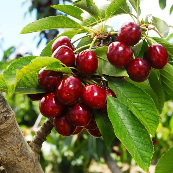 🌿Izjemno velika semena gumaheli češnje🍒