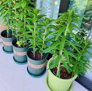 🌺Ароматизирани луковици на лилии – свежи и сладки