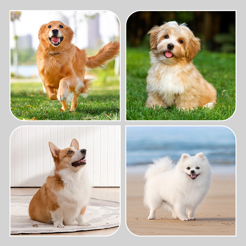 🐶2 чифта непромокаеми чорапи за кучета с неплъзгащи се елементи