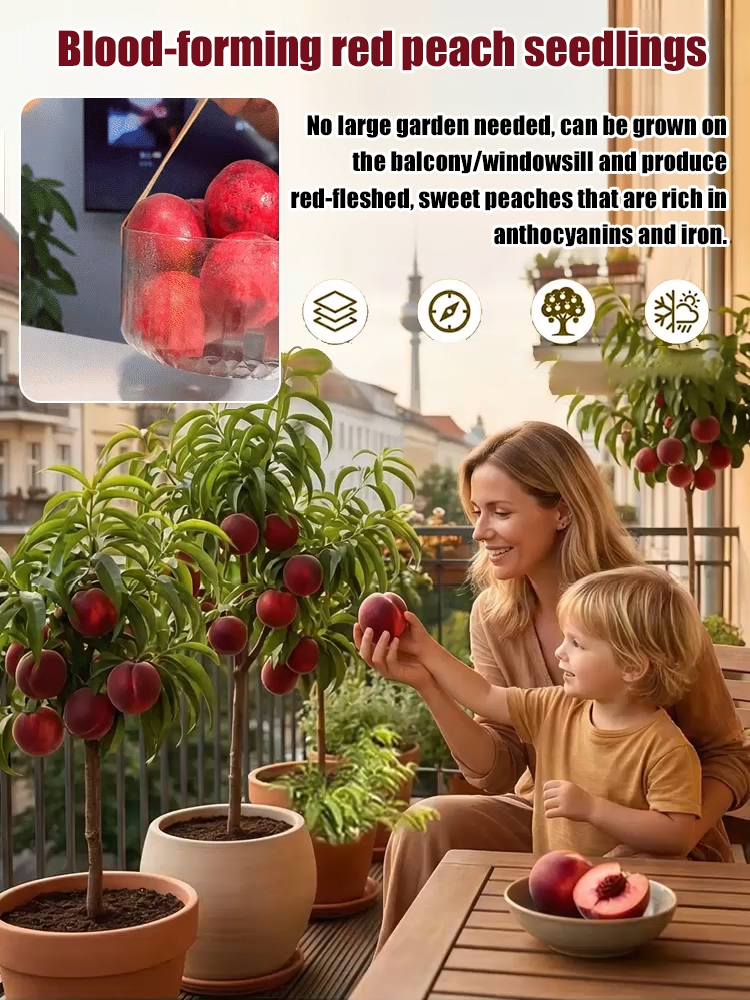 [Blood Peach Tree] Strong and easy-to-grow peach seedlings